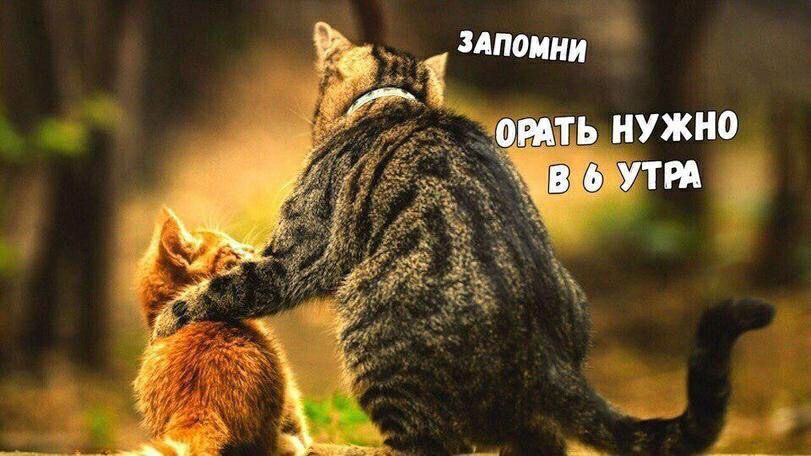злпоини ить нужно тм іі