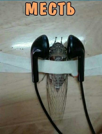 БШЁСВЁГЬ