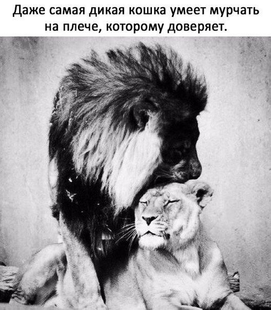 Даже самая дикая кошка умеет мурчать на плече которому доверяет