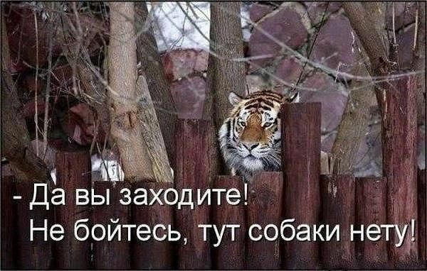 Да вы заходитег г Не бойтесь тут собаки нету