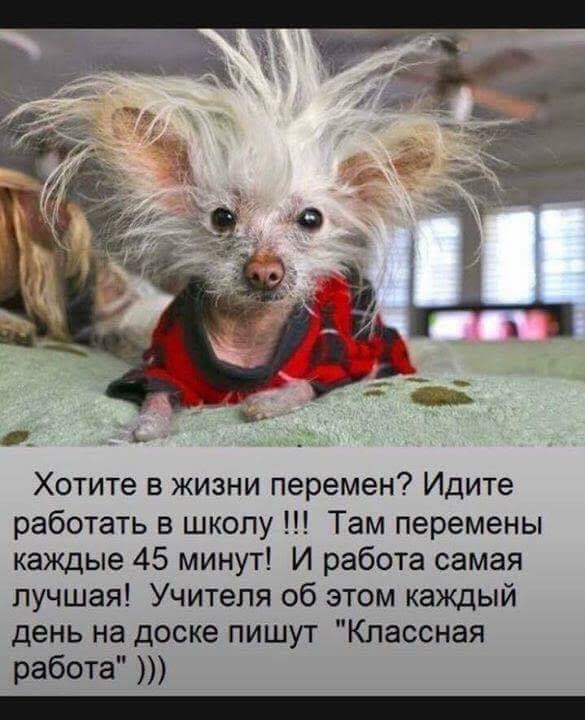 Хотите в жизни перемен Идите работать в школу Там перемены каждые 45 минут И работа самая лучшая Учителя об этом каждый день на доске пишут Классная работа