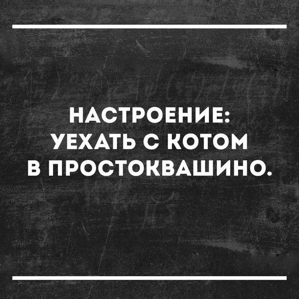 НАСТРОЕНИЕ УЕХАТЬ С КОТОМ В ПРОСТОКВАШИНО