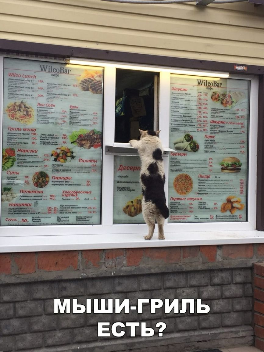 прячиэ ну мыши гриль встьг