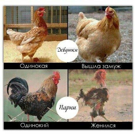 Кен ася