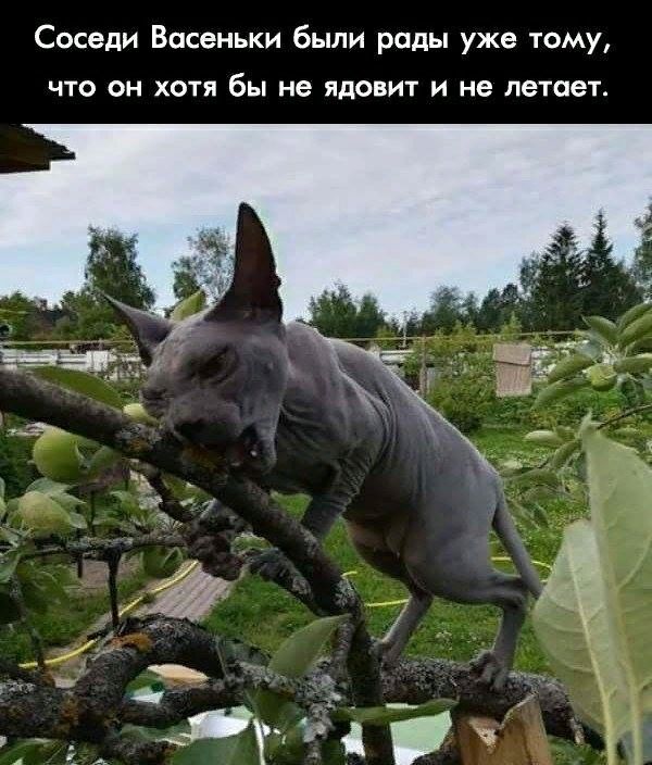 Соседи Васеньки были рады уже тому ЧТО ОН ХОТЯ бы не ЯДОВИТ И не летает