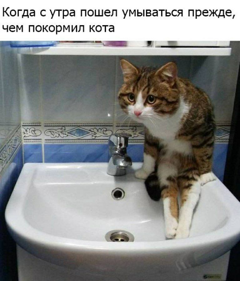 Когда с утра пошел умываться прежде чем покормил кота