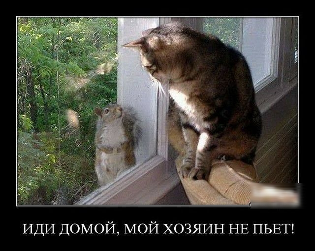ИДИ ДОМОЙ мой ХОЗЯИН нв ПЬЕТ