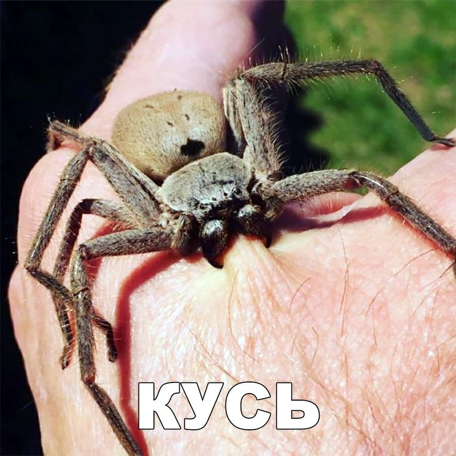 Ф