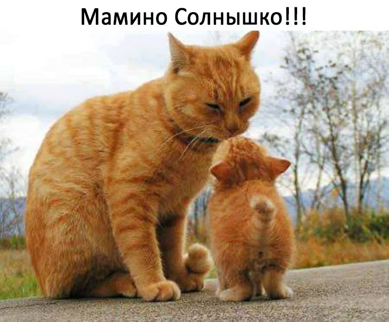 Мамино Солнышко