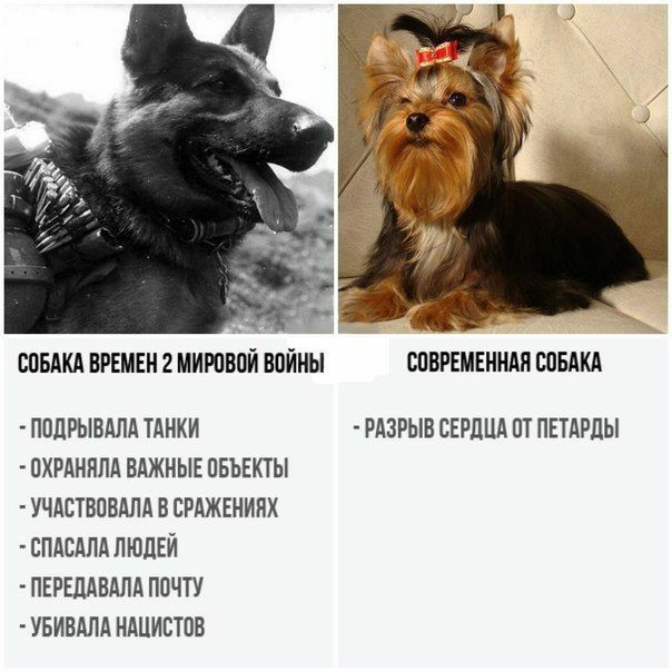 СОБАКА ВРЕМЕН 2 МИРОВОЙ ВОЙНЫ СОВРЕМЕННАЯ СОБАКА ППЛРЫВАЛА ТАНКИ РАЗРЫВ СЕРДЦА ОТ ПЕТАРЛЫ ОХРАННЛА ВАЖНЫЕ ОБЪЕКТЫ УЧАСТВОВАЛА В СРАЖЕНИНХ СПАСАПА ЛЮДЕЙ ПЕРЕЛАВАЛА ПОЧТУ УБИВАЛА НАЦИСТОВ