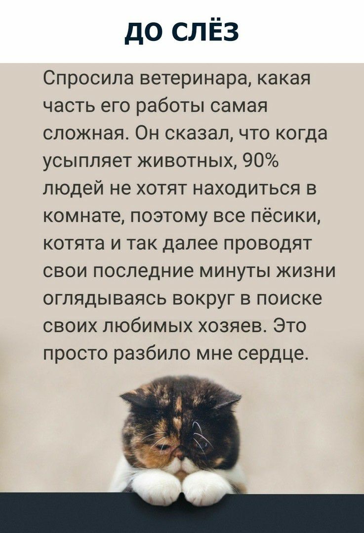 до слёз Спросила ветеринара какая часть его работы самая сложная Он сказал что когда усыпляет животных 90 людей не хотят находиться в комнате поэтому все пёсики котята и так далее проводят свои последние минуты жизни оглядываясь вокруг в поиске своих любимых хозяев Это просто разбило мне сердце