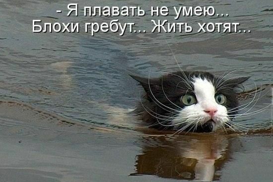 Я плавать камню Бпохи гребут Жидхоть