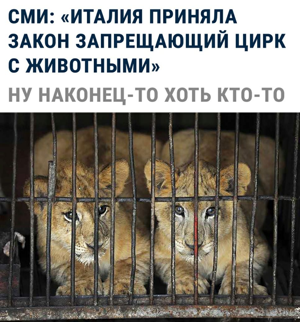 СМИ ИТАЛИЯ ПРИНЯЛА ЗАКОН ЗАПРЕЩАЮЩИЙ цирк С ЖИВОТНЫМИ НУ НАКОНЕЦ ТО ХОТЬ КТО ТО