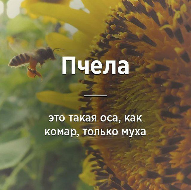 і Пчела ЭТО Такая оса КЗК комар ТОЛЬКО муха