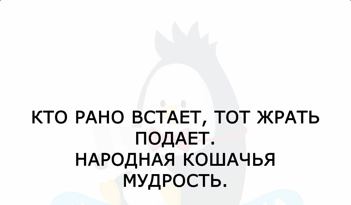 КТО РАНО ВСТАЕТ ТОТ ЖРАТЬ ПОДАЕТ НАРОДНАЯ КОШАЧЬЯ МУДРОСТЬ