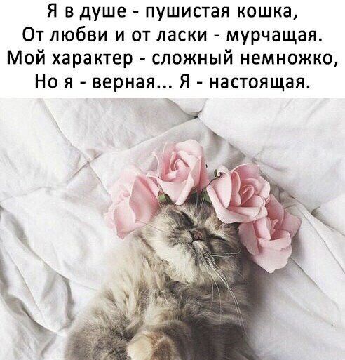 Я в душе пушистая кошка От любви и от ласки мурчащая Мой характер сложный немножко Но я верная Я настоящая