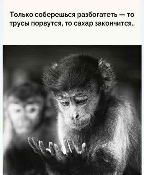 Только соберешься разбогатеть то трусы порвутся то сахар закончится