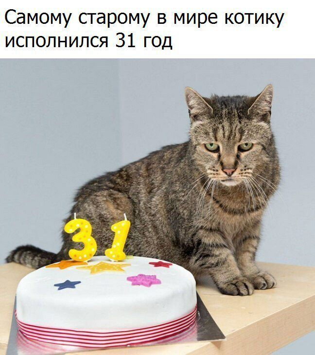 Самому старому в мире котику исполнился 31 год
