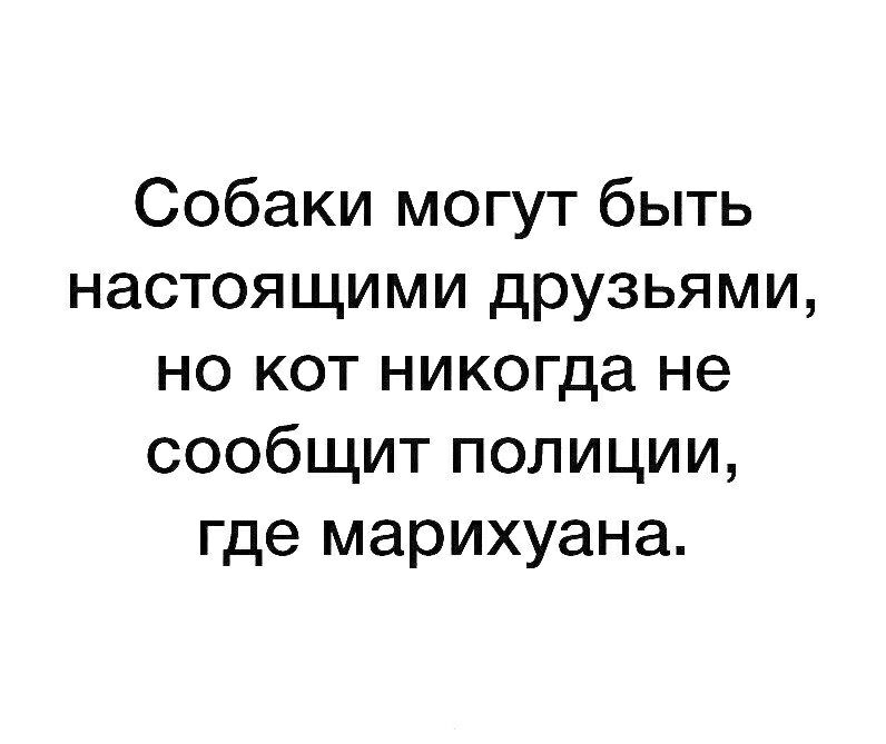 Собаки могут быть настоящими друзьями но кот никогда не сообщит полиции где марихуана