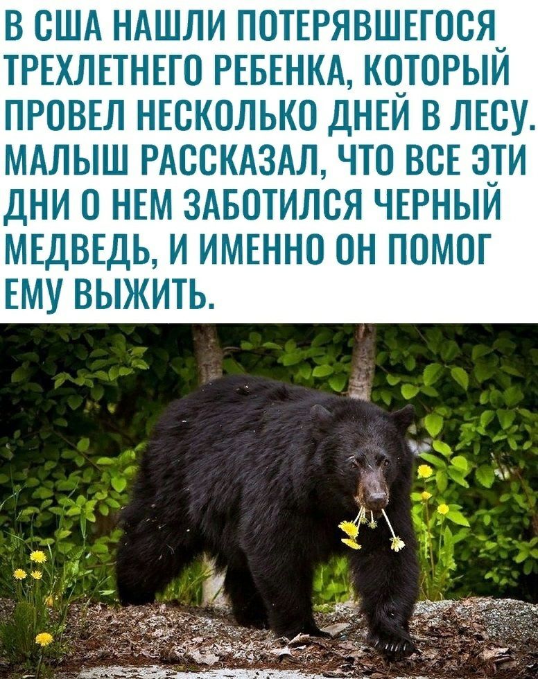 В США НАШЛИ ПОТЕРЯВШЕГООЯ_ ТРЕХЛЕТНЕГО РЕБЕНКА КОТОРЫИ ПРОВЕЛ НЕОКОЛЬКО ДНЕИ В ЛЕОУ МАЛЫШ РАООКАЗАЛ ЧТО ВСЕ ОТИ ДНИ О НЕМ ЗАБОТИЛОЯ ЧЕРНЫИ МЕДВЕДЬ И ИМЕННО ОН ПОМОГ ЕМУ ВЫЖИТЬ