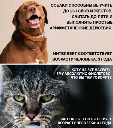 СОБАКИ СПОСОБНЫ БЫУЧИТЬ до 250 СЛОВ И ЖЕСТОВ СЧИТАТЬ ДО ПЯТИ И ВЫПОЛНЯТЬ ПРОСТЫЕ АРИФМЕТИЧЕСКИЕ дЕЙСГВИЯ ИНТЕЛЛЕКТ СООТВЕТСТВУЕГ ЕОЗРАСТУ ЧЕЛОВЕКА 3 ГОДА ИНТЕЛЛЕКТ соотвЕтству ВОЗРАСГУ ч ЕЛОВЕКА ГОДА