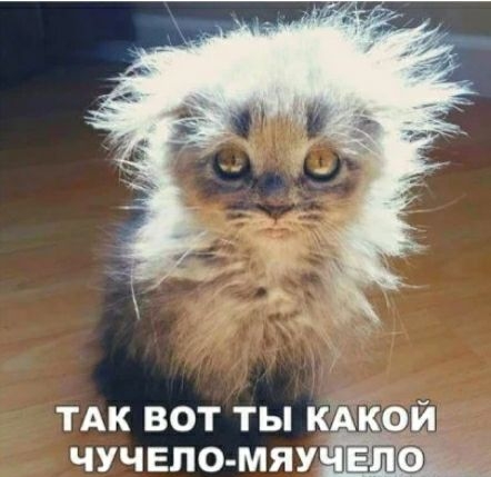 ТАК вот ты кдкой чучело мяушЁіщ
