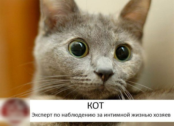Эксперт по наблюдению за интимной жизнью хозяев