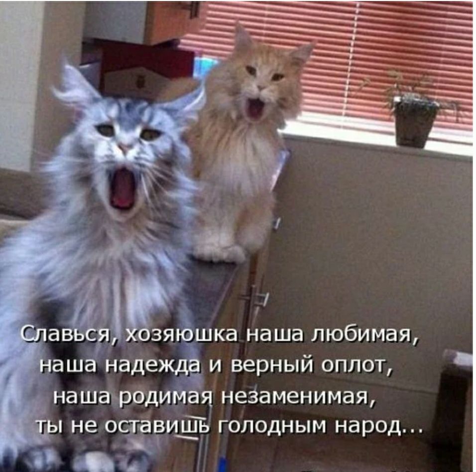 зяъёшка наша любимая аша надежда и верный оплот нашародимая незаменимая не оставицТь голодным народ зи