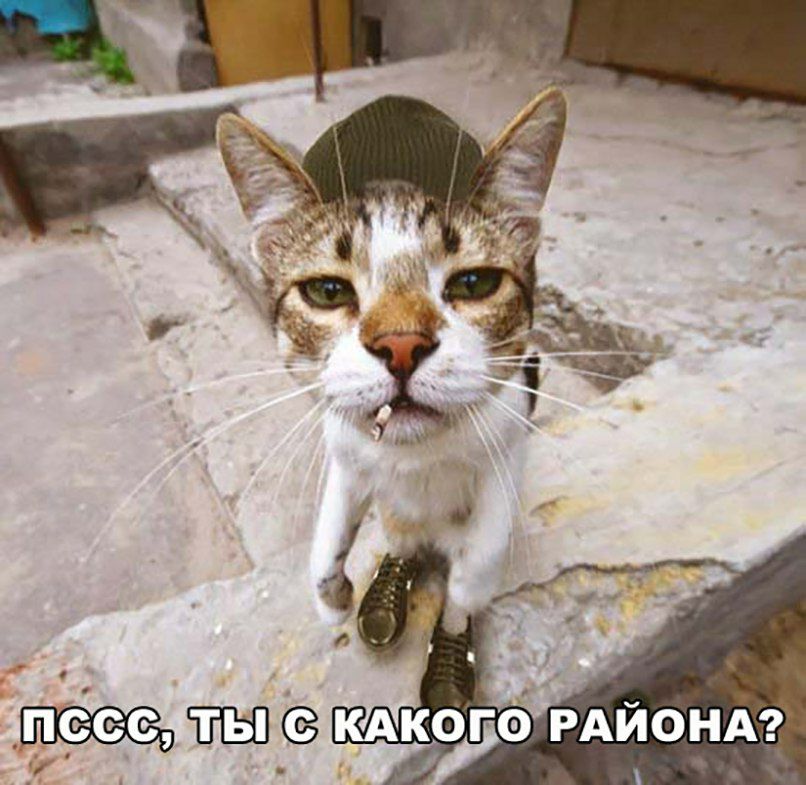 Шайа КАКОГО РАИОНА
