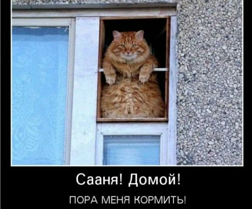 Сааня Домой ПОРА МЕНЯ КОРМИТЬ