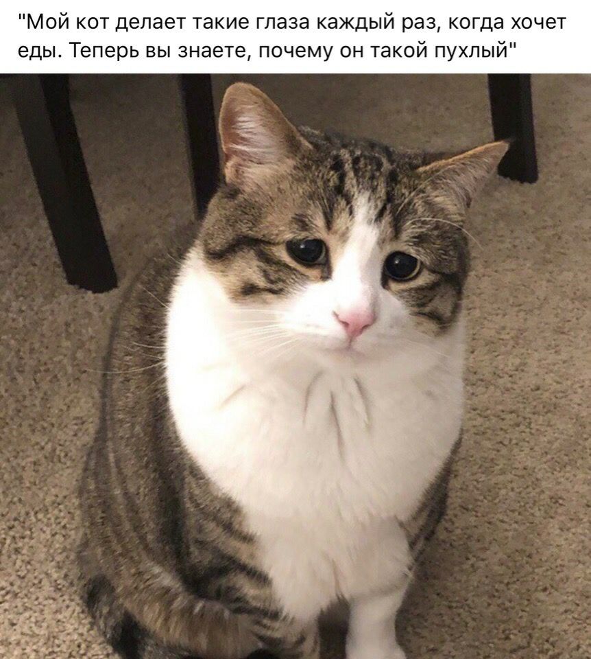 Мой кот делает такие глаза каждый раз когда хочет еды Теперь вы знаете почему он такой пухлый