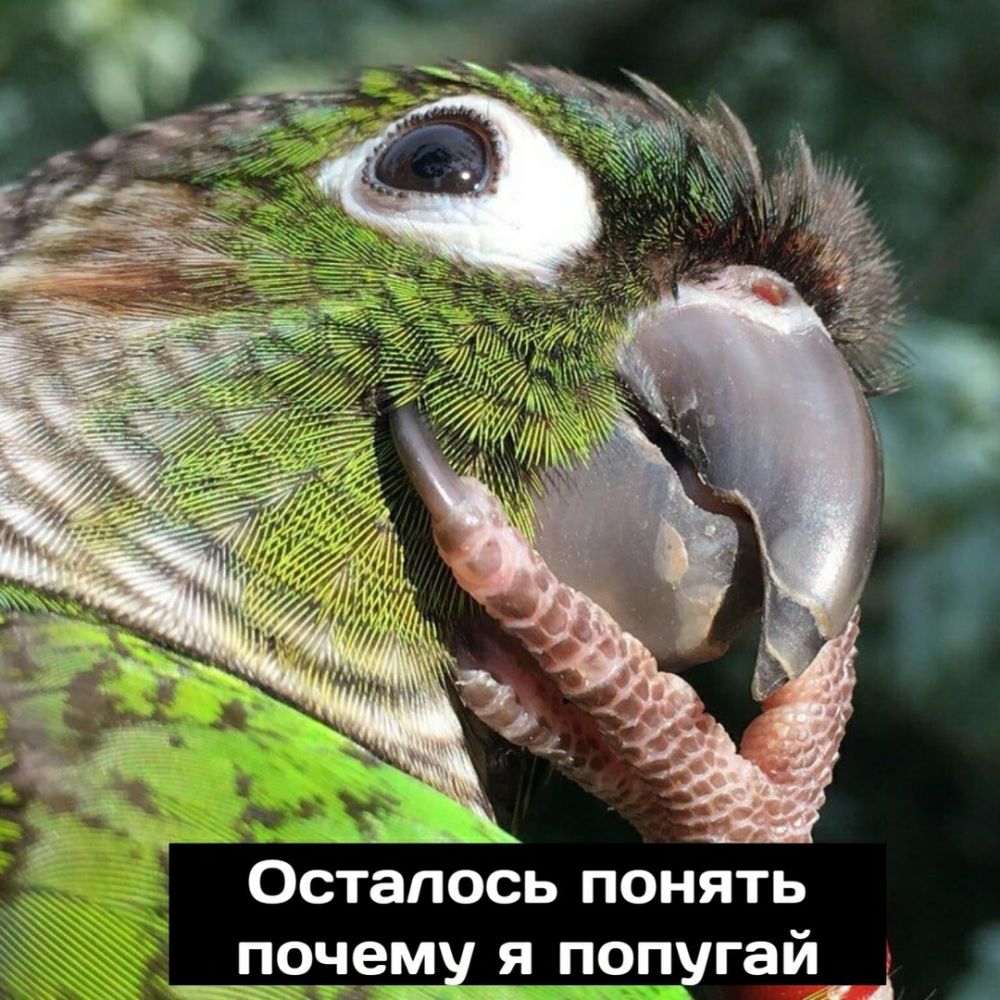 Осталось понять я попугаи Ч А ПОЧЕМ _