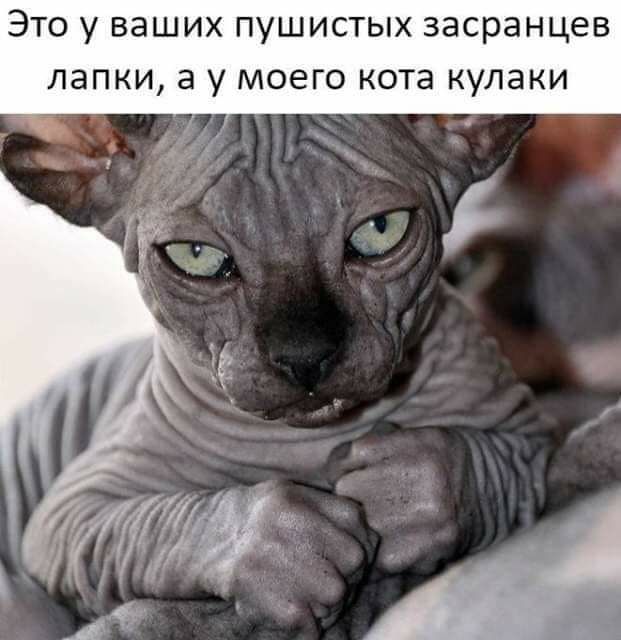 ЭТО У ВЭШИХ ПУШИСТЫХ засранцев ЛЭПКИ а у МОЭГО КОТа КУЛЗКИ