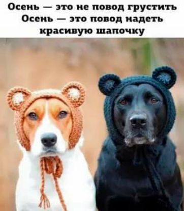 Осень О это не повод груш н это и д надеть кри иную папочку