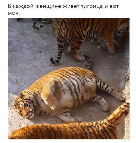 В каждой женщине живет тигрица и вот моя