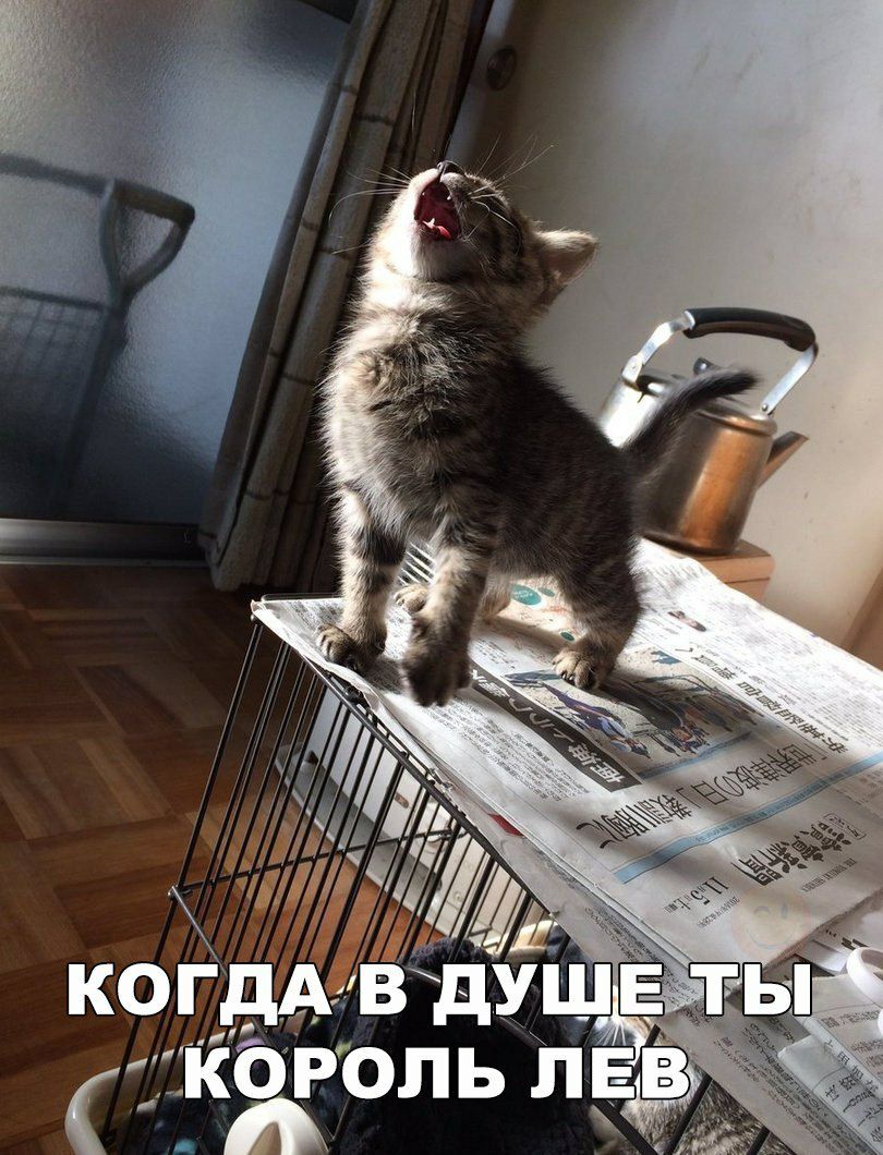 зп _ атііібРоль ЛЕВ ц