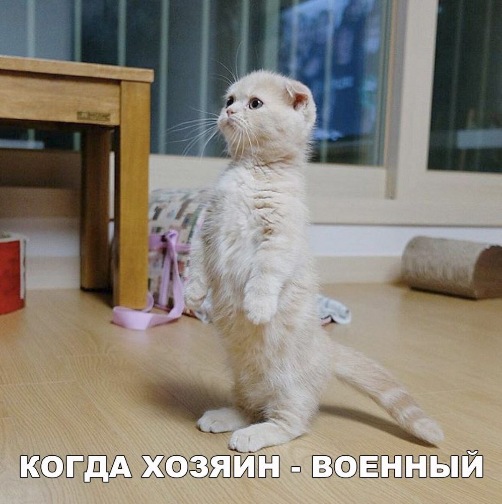 жфэжтёш ш ЗЕЛЁНЫЙ