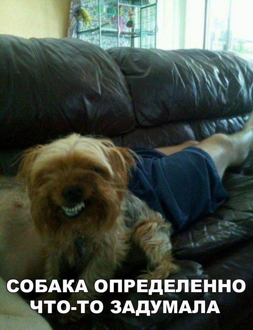 СОБАКА ОПРЕДЕЛЁННО ЧЁНТО ТО ЗАДУМАПА