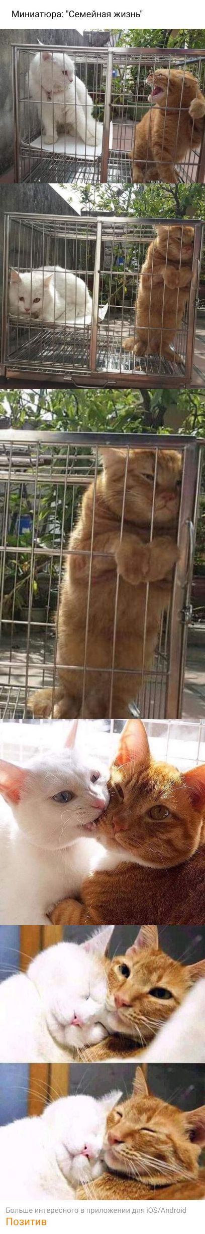 Позитив