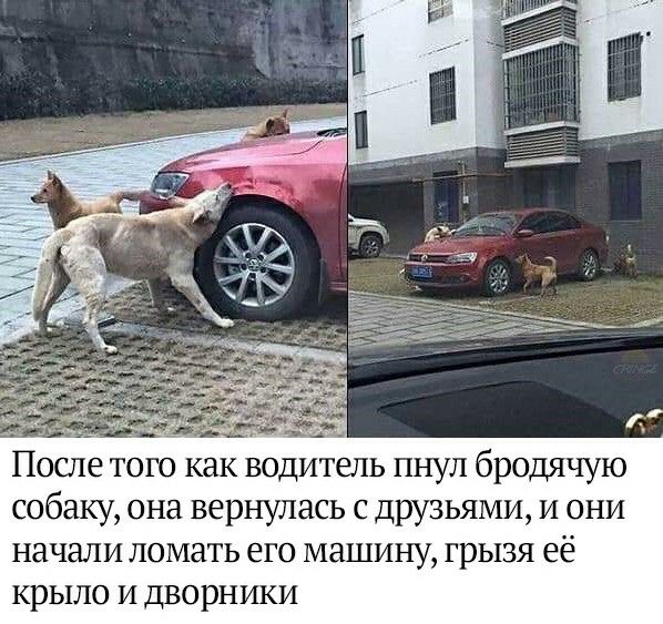 ___ _ одитель пнул бродячую собаку она вернулась с друзьями и они начали ломать его машину грызя её крыло и дворники