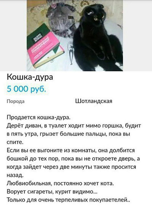 Кошка дура 5 000 руб Порода Шотландская Продается кошка дура Дерёт диван в туалет ходит мимо горшка будит в пять утра грызет большие пальцы пока вы спите Если вы ее выгоните из комнаты она долбится бошкой до тех пор пока вы не откроете дверь 3 когда зайдет через две минуты также просится назад Любвиобипьная постоянно хочет кота Ворует сигареты курит видимо Только для очень терпеливых покупаетелей