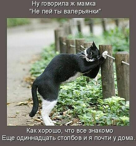 Ну гаворипа ж мамка Не пей ты ваперьянки _ Ё Как ХПРОШО ЧТО все ЗНБКОМО Еще одиннадцать столбов и я почти у дома