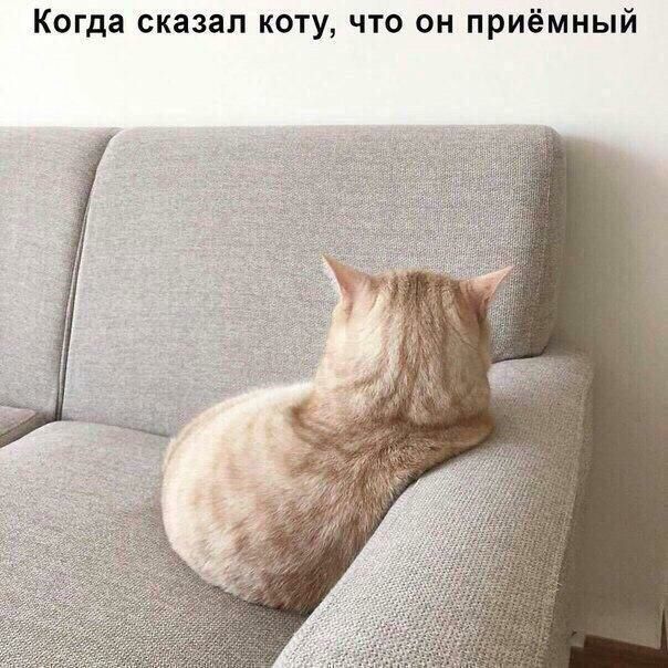 Когда сказал коту что он приёмный