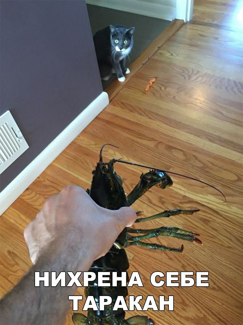 НИХРЕНА СЕБЁ Ь ТАРАКАН