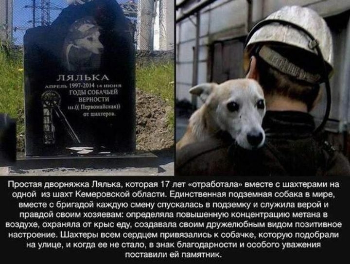 ЯЛ ЬК А литщь _ годы тв _ кин п Прослая дворияжка Лялька которая 17 лег погреба вла вместе швхтврами из одной из шахт Кемеровской област Единственная подземная собака в мире знаете бригадой каждую смену опускалась в подвожу и служила верой и правдой своим хозяевам определяла повышенную концепт рацию мошна в воздухе охраняла от крыс еду создаеш своим дружелюбным видом позитивное иатжив Шахтеры всем