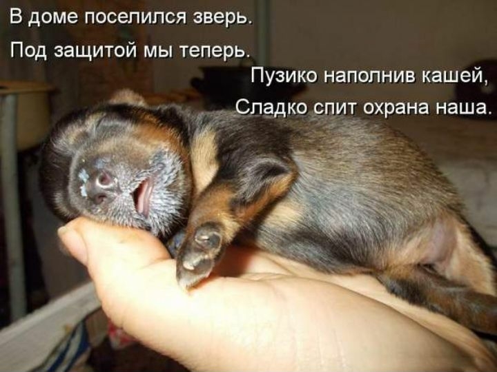В доме ПОСЭПИПСЯ зверь Под защитой мы теперь Пузико наполнив кашей _СПЭДКО _СПИТ охрана наша