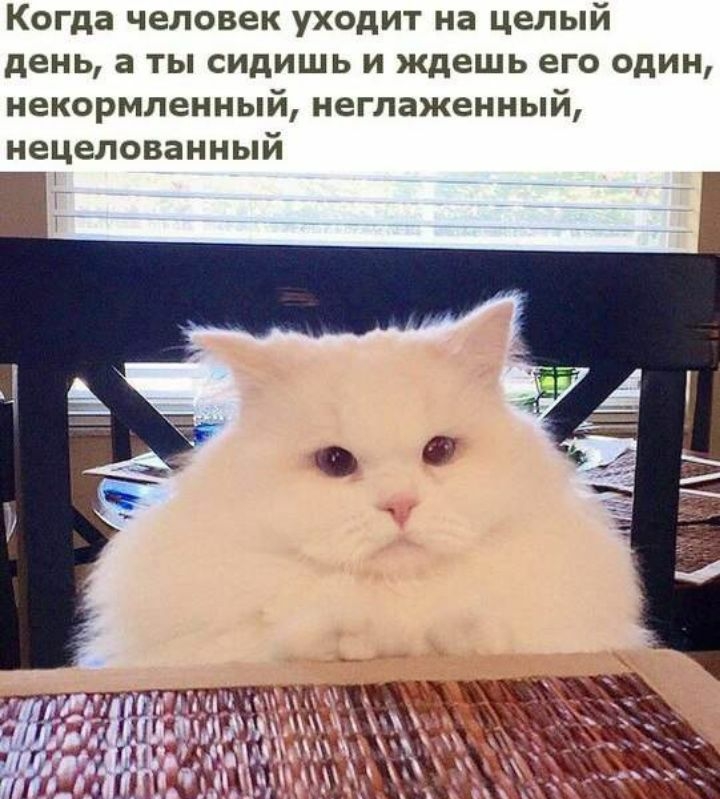 Когда человек уходит на целый день а ты сидишь и ждешь его один некормленный неглаженный нецелованный