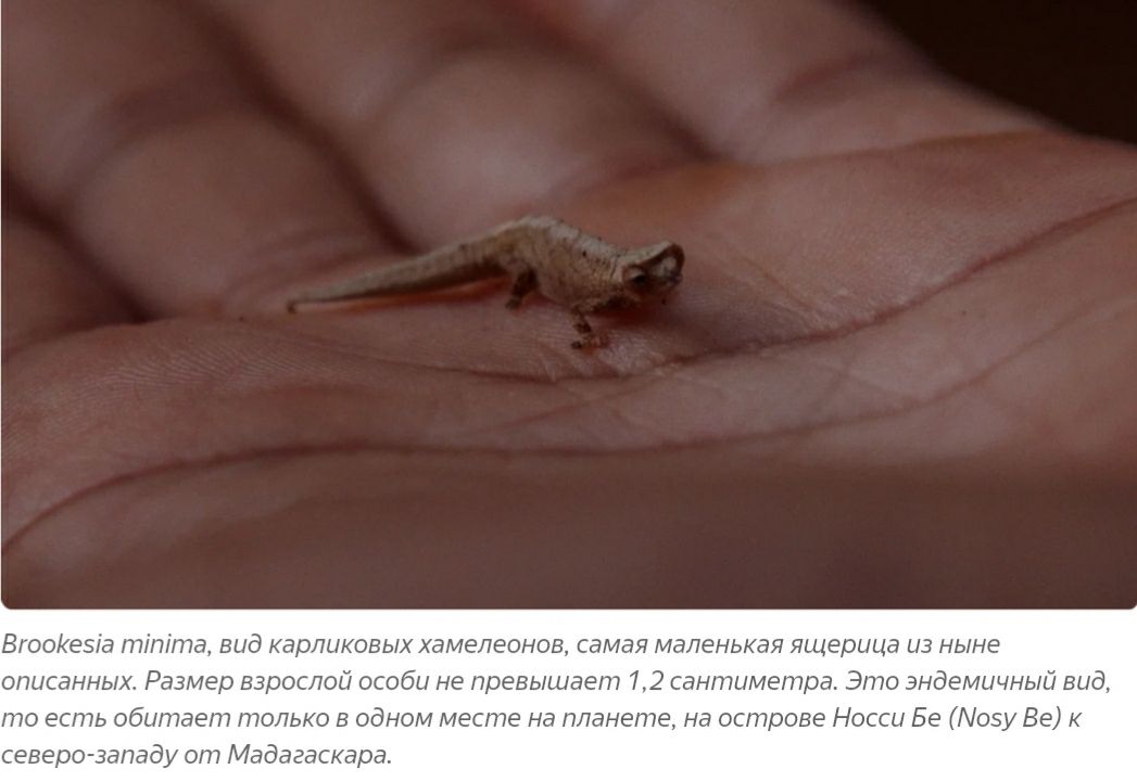 Вооікезга тпіта вид карликовых хамелеонов самая маленькая ящерица из ныне описанных Размер взрослой особи не превышает 72 ванниметра Это эндемичный вид то есть обитает только в одном месте на планете на острове Носси Бе Аозу Ве северо западу от Мадагаскара