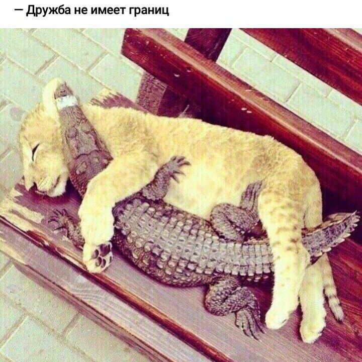 дружба не имеет границ
