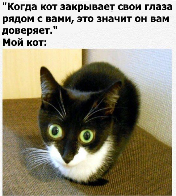 Когда кот закрывает свои глаза рядом с вами это значит он вам доверяет Мой кот